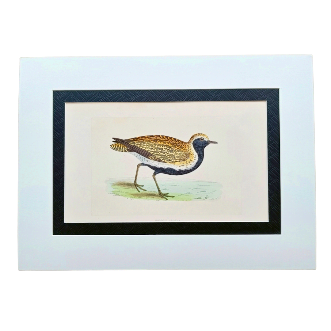 Handcoloured Wood Cut Engraving - Golden Plover
