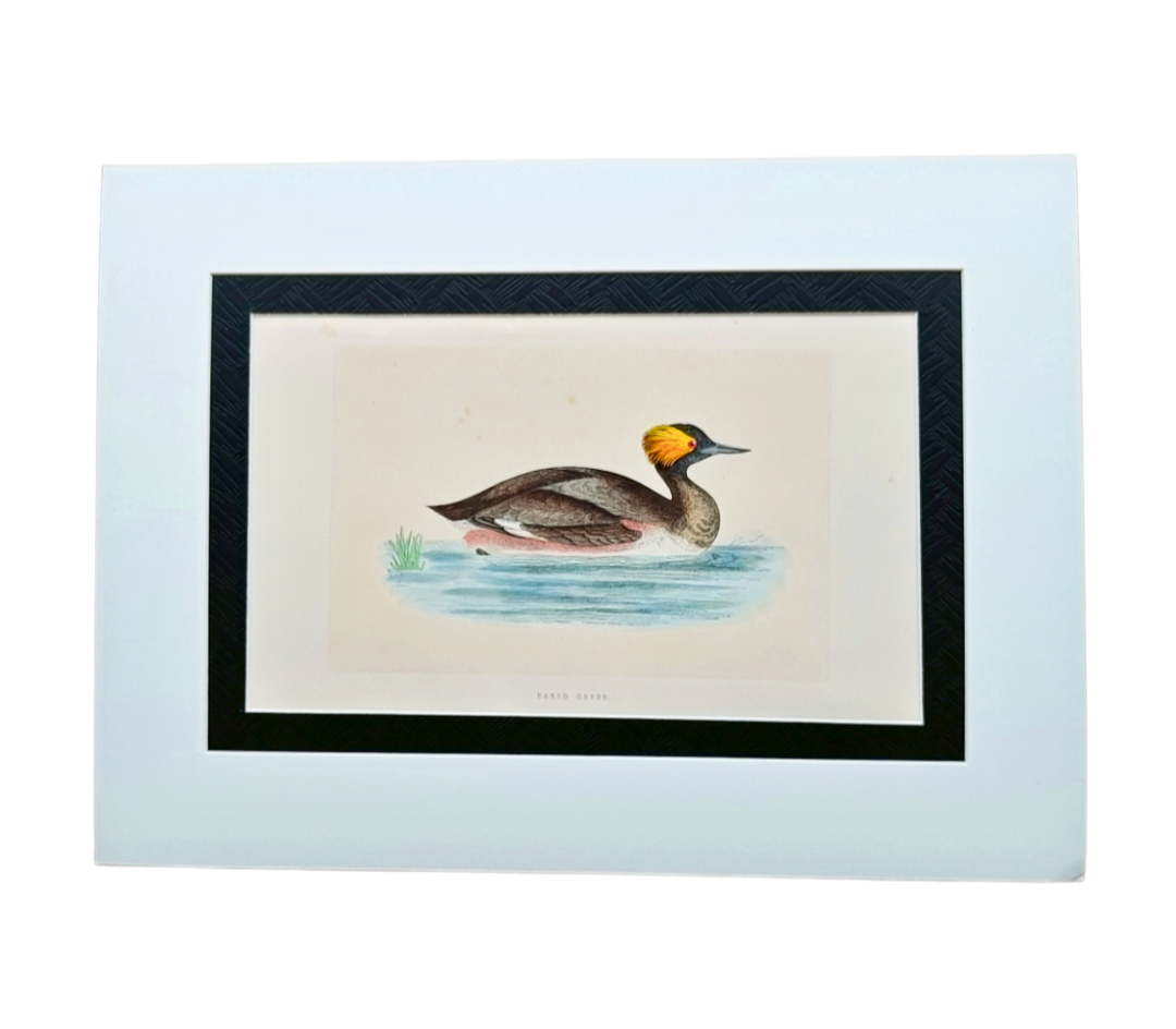 Handcoloured Wood Cut Engraving - Eared Grebe