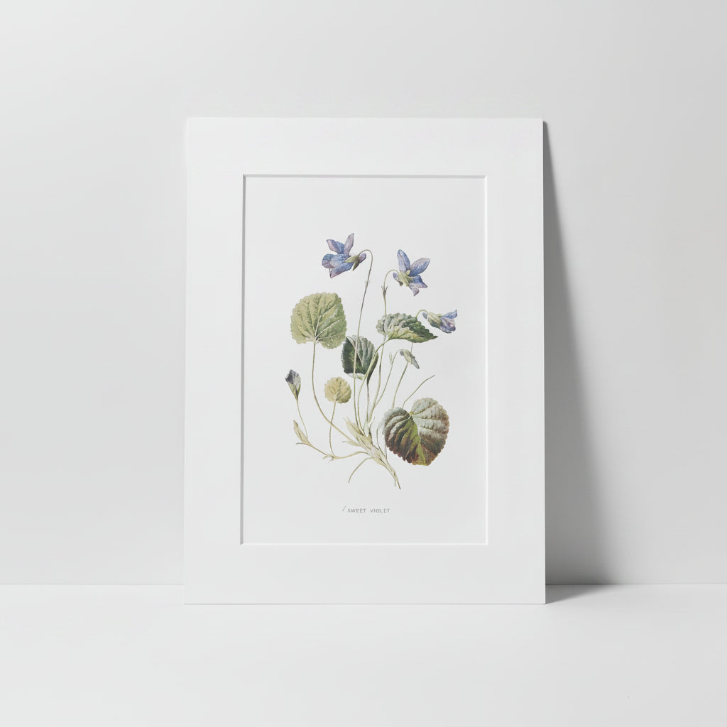 Vintage Botanical print of sweet violet flowers and leaves on a white background