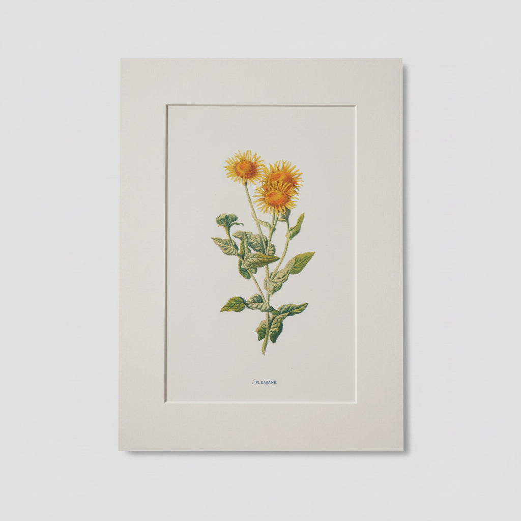 Unframed vintage botanical print of a yellow flower on a light gray background