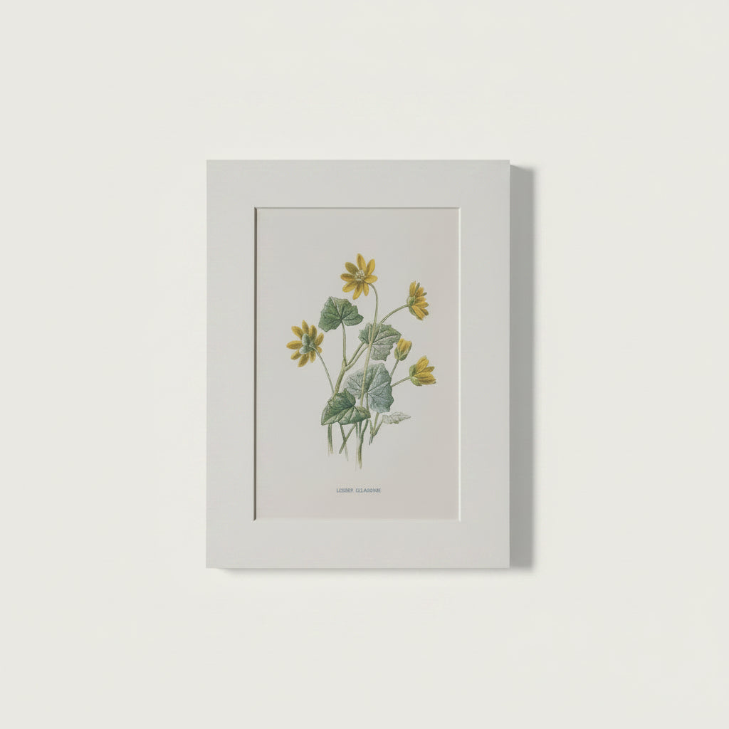 Vintage Botanical print of yellow flowers on a white background