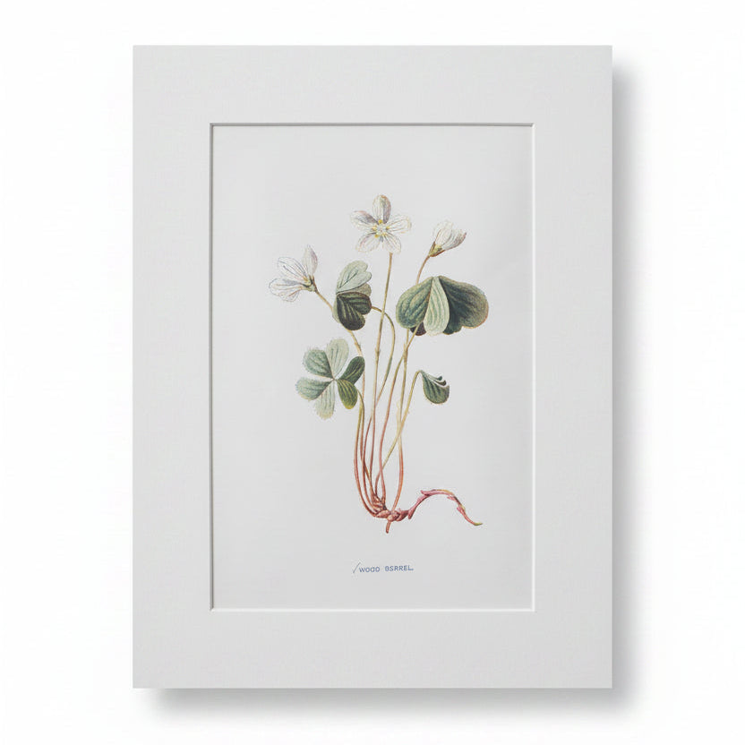 Vintage botanical print of a plant