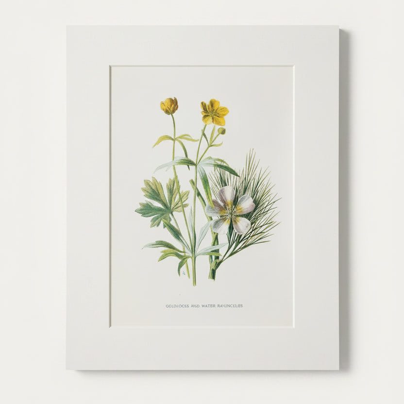 UnFramed botanical illustration of flowers on a beige wall.