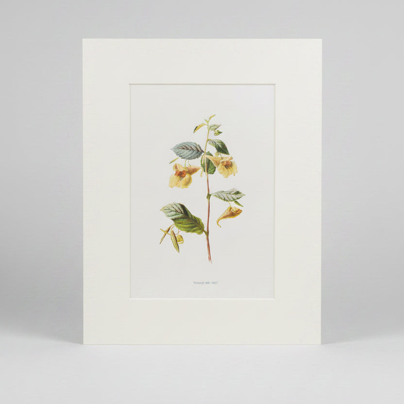 unFramed vintage botanical print of a plant with yellow flowers on a beige wall.