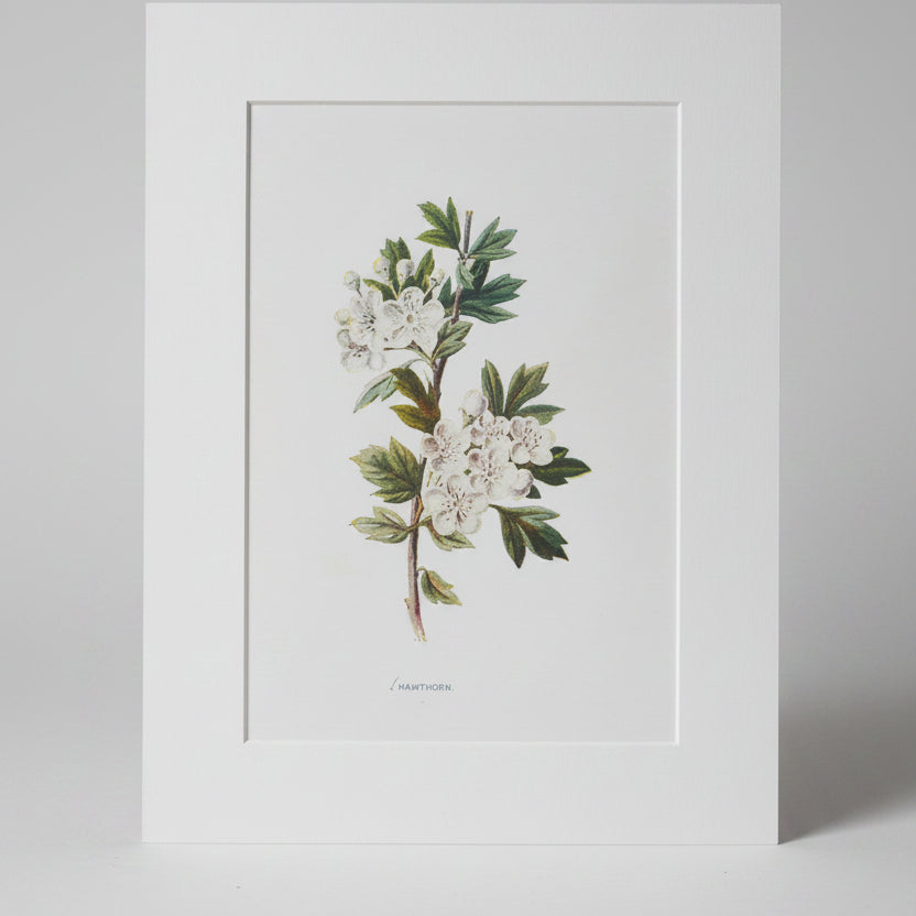 unFramed botanical print of a flower and leaves on a beige wall.