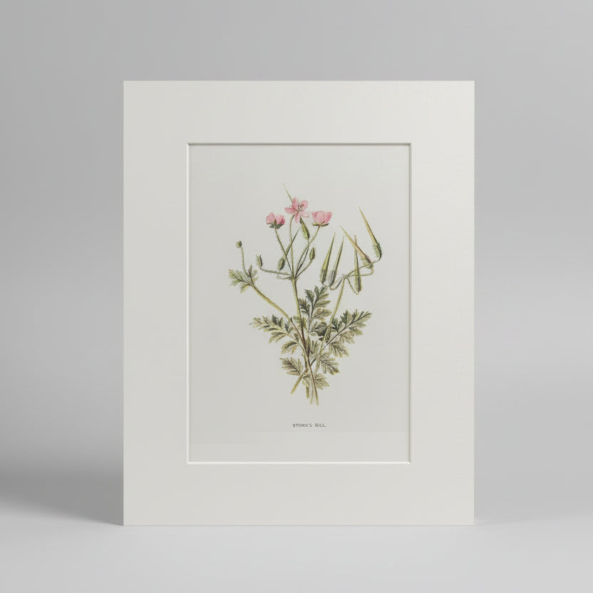 Botanical illustration of flowers and leaves in a white frame on a beige wall.
