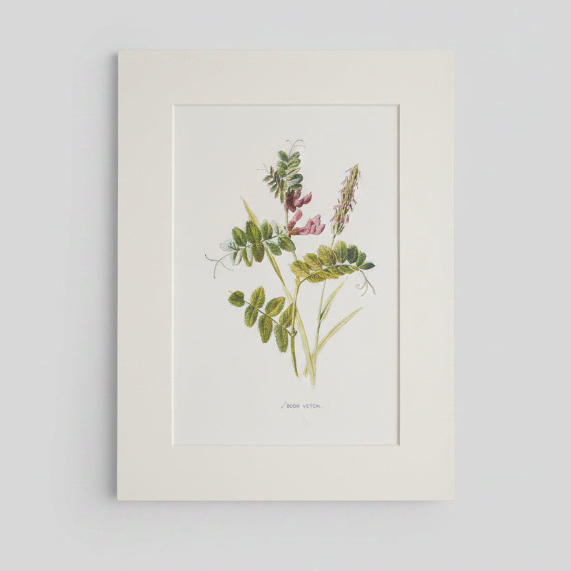 Matted botanical print of flowers and leaves on a plain background