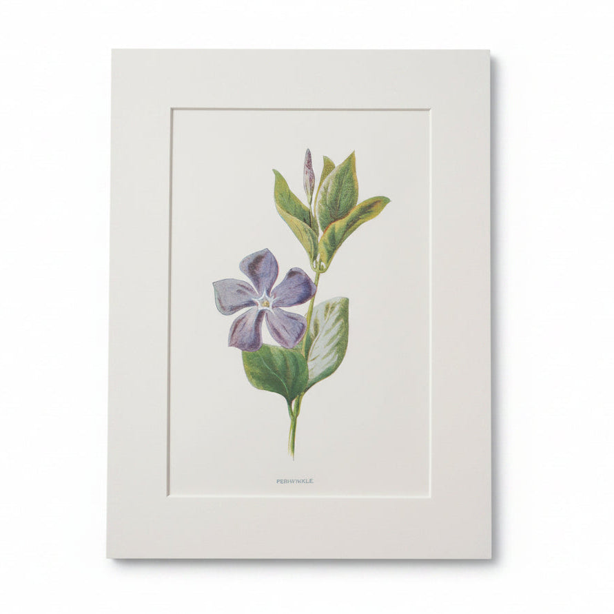 Unframed vintage botanical print of a purple flower with green leaves on a white background